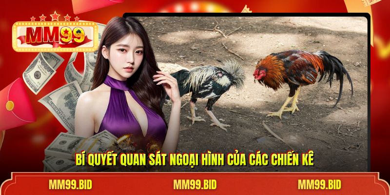 Bí quyết quan sát ngoại hình của các chiến kê