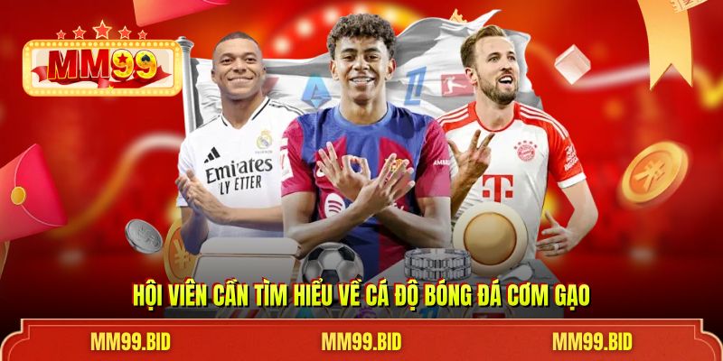 Hội viên cần tìm hiểu về cá độ bóng đá cơm gạo